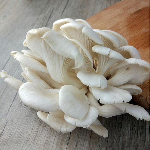 烘干機(jī)煮干品的由來(lái)介紹