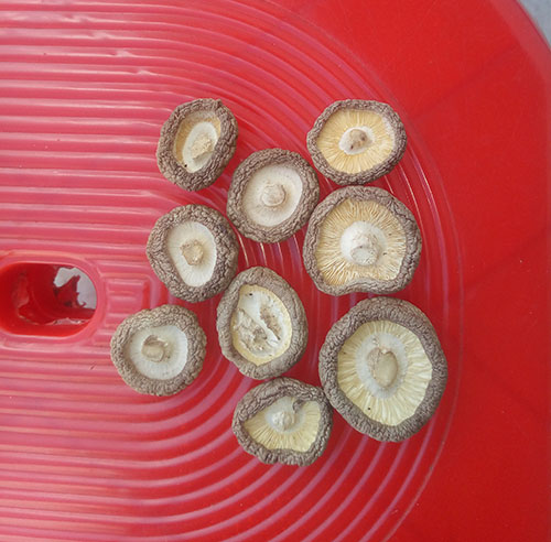 空氣能熱泵香菇烘干案例
